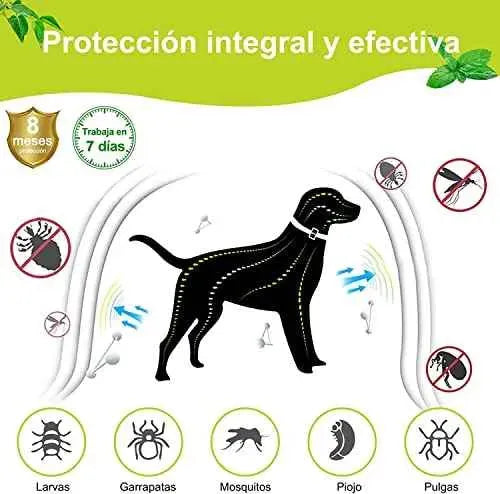 DEWEL Collar contra Pulgas Garrapatas y Mosquitos para Perros y Gatos, Control Antipulgas Sirve 8 Meses de Protección, 63,5 cm Productos para animales DEWEL Collares antipulgas y garrapatas, DEWEL, Productos para animales SacrificioShop sacrificioshop.com {{ shop.shopifyCountryName }} {{ shop.shopifyProvince }} B07GP2XDC3 12.74 DEWEL Collar contra Pulgas Garrapatas y Mosquitos para Perros y Gatos, Control Antipulgas Sirve 8 Meses de Protección, 63,5 cm - Default Title